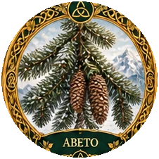 Ilustración botánica de Abeto