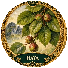 Ilustración botánica de Haya